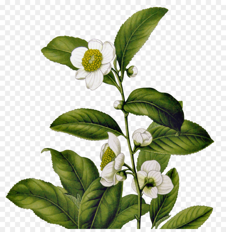 Il tè verde Camellia sinensis Tetley Storia del tè in India - la cerimonia del tè