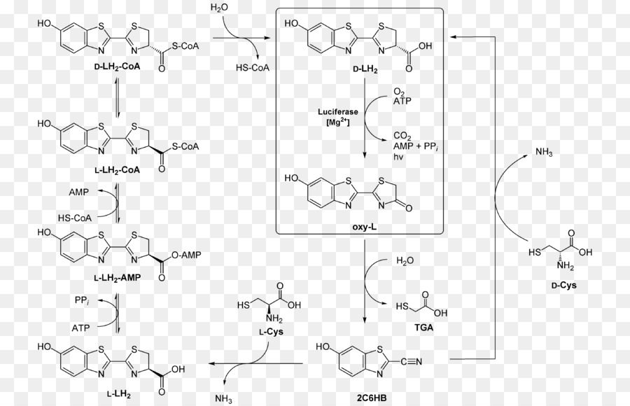 Luciferin Chemie Strukturformel Cystein Chemische Reaktion - andere