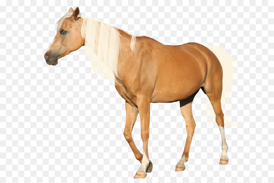 Andalusischen Pferd Mähne Mustang Appaloosa Palomino - Mustang