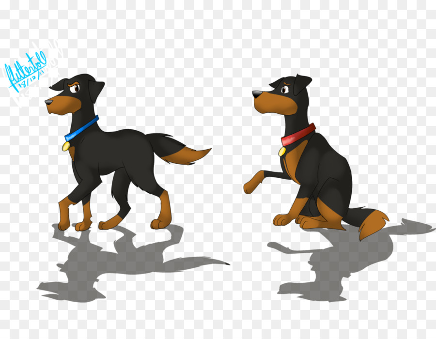 Dobermann Cane di razza Pinscher cane da Guardia - cuneo, ma non abbandonare