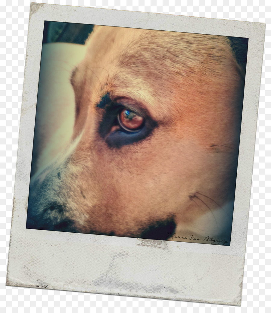 Con chó giống con Chó Mõm - khung ảnh polaroid