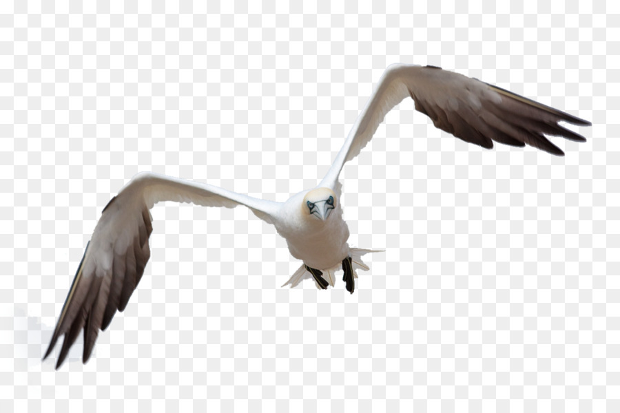 Volo degli uccelli Gabbiani a volo d'Uccello Clip art - uccello