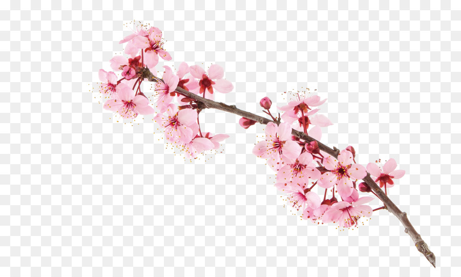 Cherry blossom Stock Fotografie - Kirschblüte