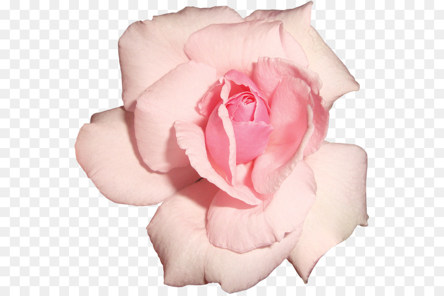 Garten-Rosen, Centifolia Rosen Floribunda Alte Rosen und englische Rosen Blume - Blume