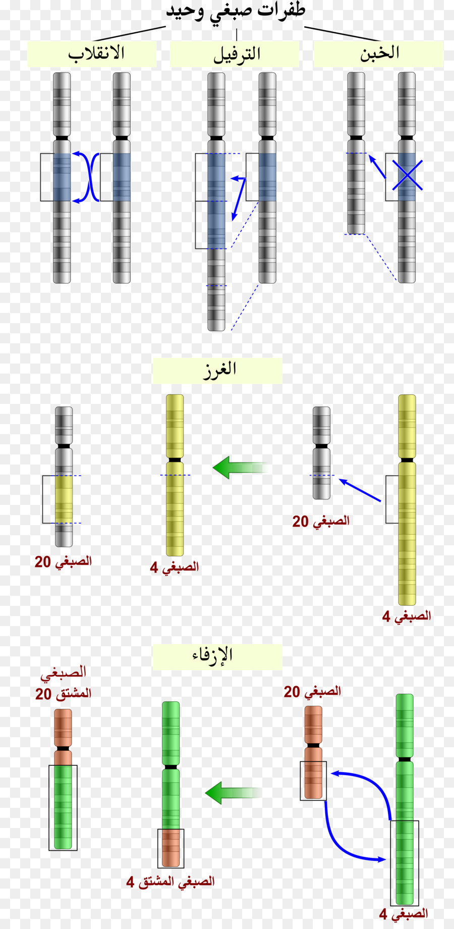 Chromosomale Anomalie Chromosomale Translokation Mutation Chromosomen-inversion - Chromosom