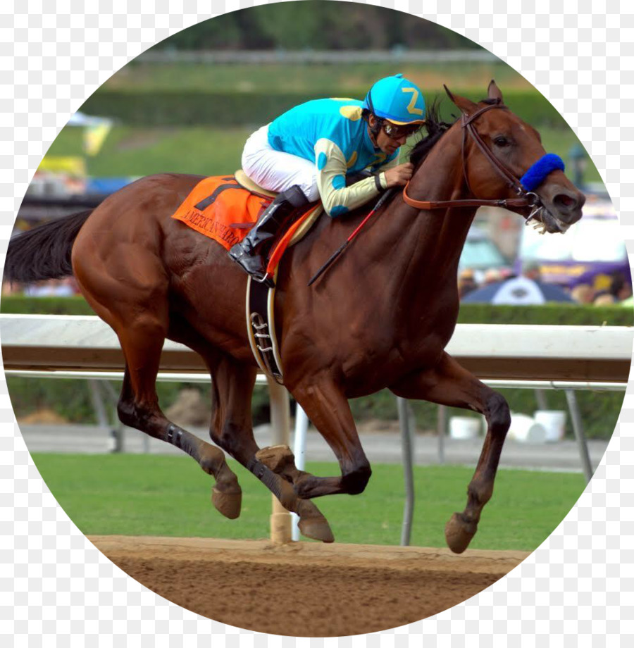 Belmont Park Belmont Stakes Breeders' Cup Classic Cavallo - cavallo