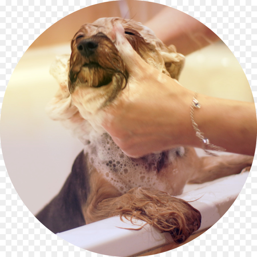 Yorkshire Terrier Hund Rasse-Welpen-Shampoo-Kosmetik - Welpen