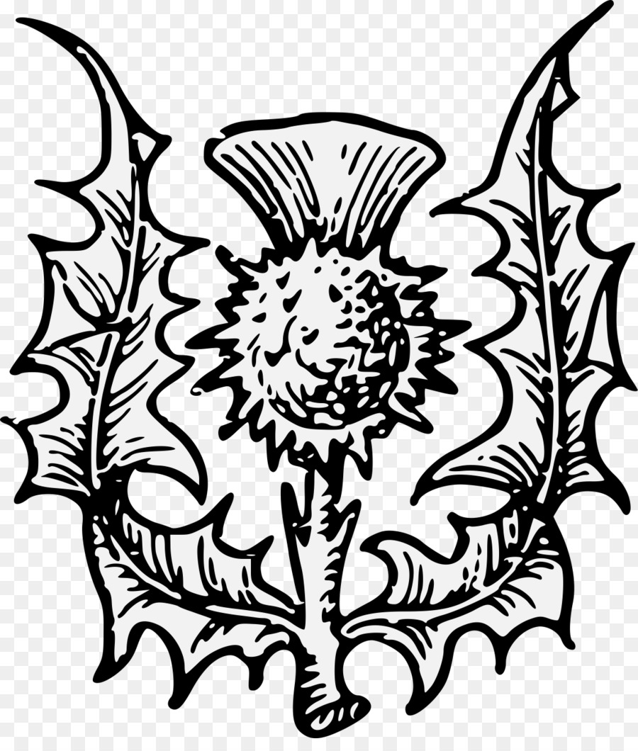Schottland Komplette Anleitung Zur Heraldik Disteln Onopordum acanthium - heraldische
