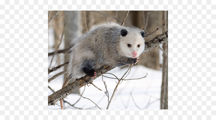 Virginia opossum Mangiare Marsupiale Americano di Interscambio - altri