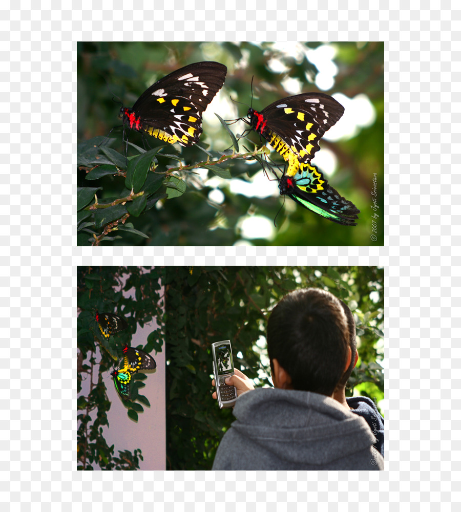 Vua bướm Ngoại Cây Milkweeds - bướm