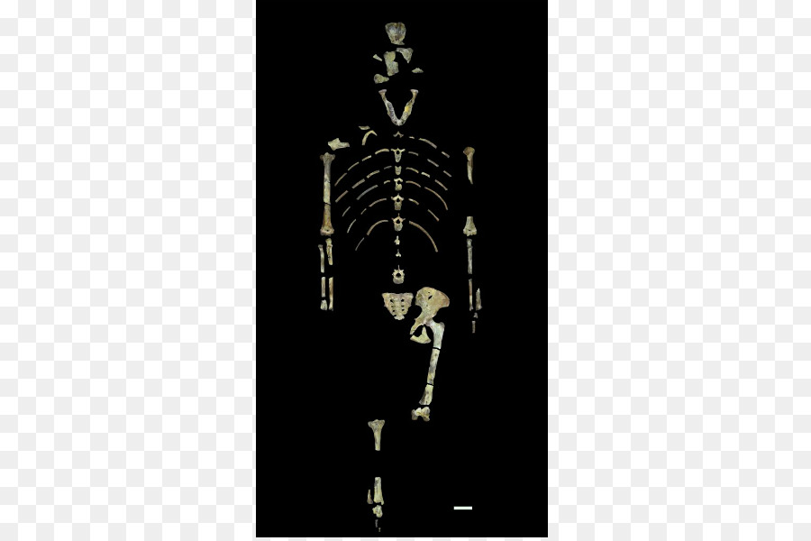 Lucy, l'Australopiteco afarensis nella Regione di Afar, l'Homo sapiens, l'evoluzione Umana - scheletro