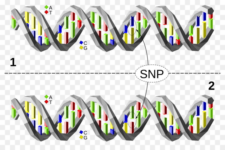 Single-Nukleotid-Polymorphismus DNA Base pair Gen - Chromosom