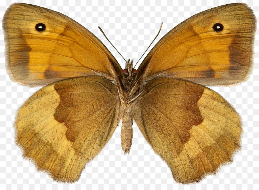 Colias Wiese Braun Spezies Schmetterling Artskart - Schmetterling