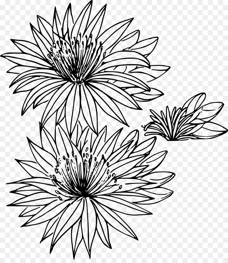 Montana Bitterroot Zeichnung Blume - wildflower überschrift box