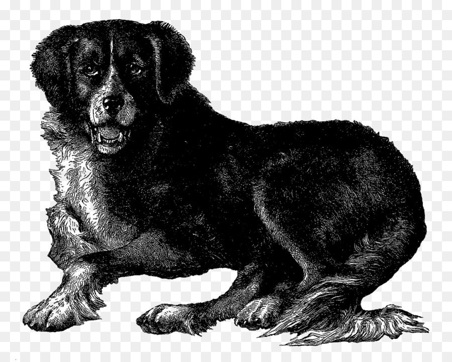 Neufundland-Hund Berner Sennenhund Estrela Mountain Dog Puppy-englische Bulldogge - Welpen clipart