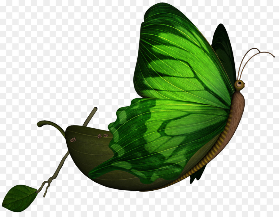 Nymphalidae Schmetterling Pieridae Animation Der Zeichnung - Schmetterlinge schweben