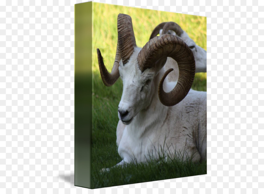 Cừu Tăng Dê Động Vật Horn - cừu