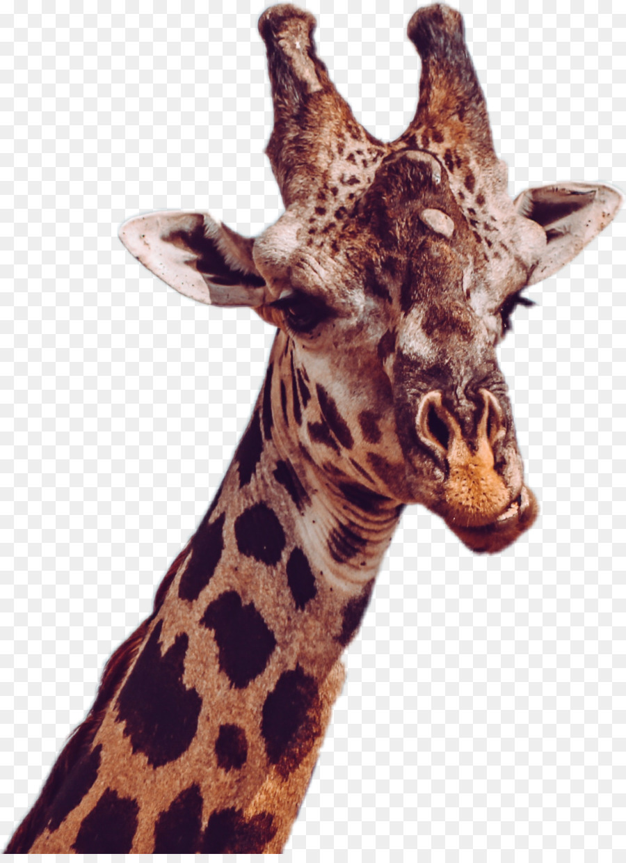 Baby-Giraffen South Luangwa National Park-Luangwa River-African wild dog nördlichen giraffe - giraff