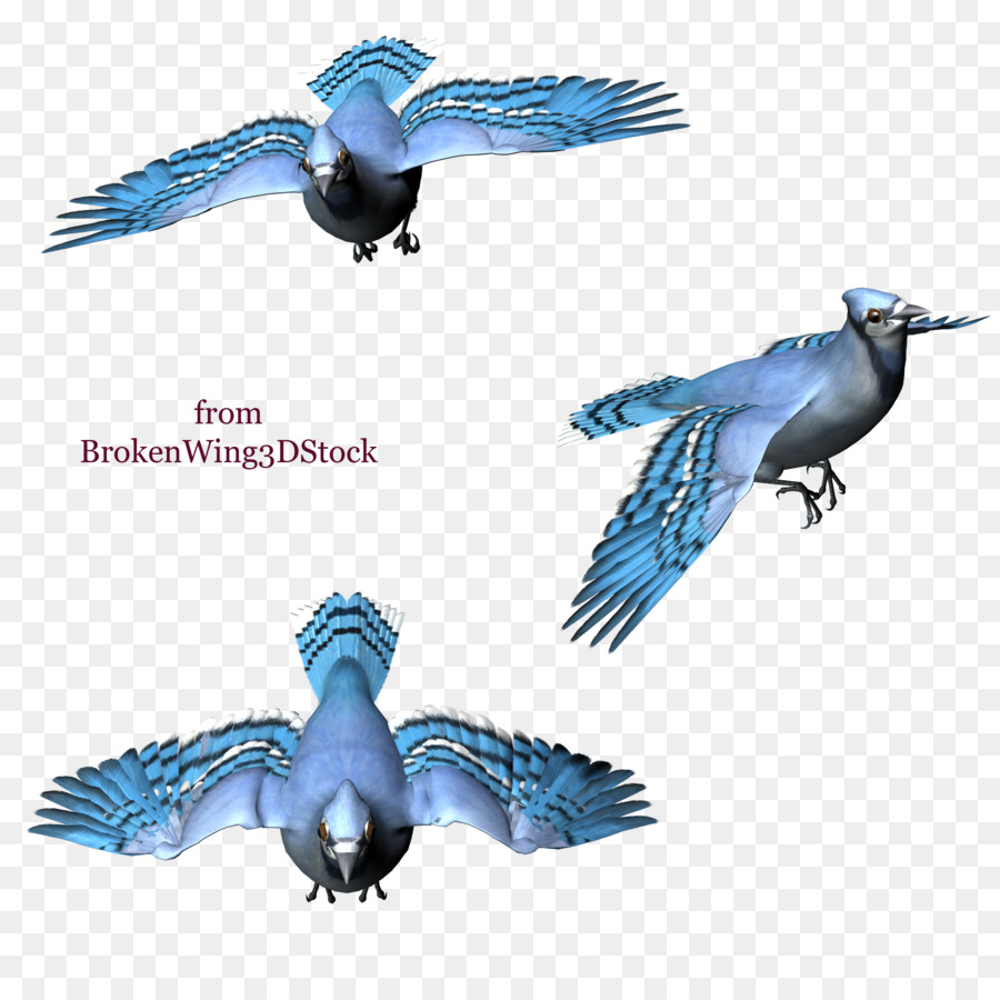 Blue jay-Vogel Zeichnung - Vogel