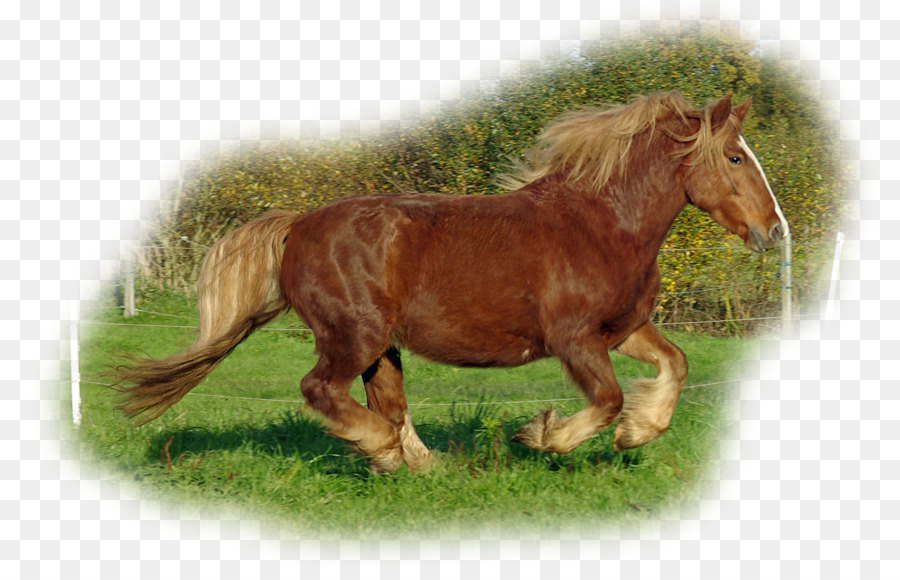 Mane Mustang Stallone Pony Mare - mustang
