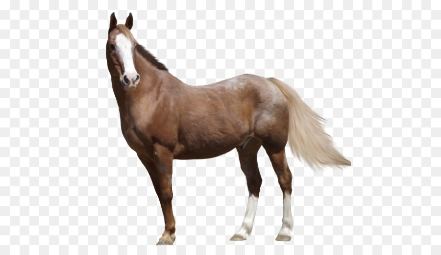 Stute Appaloosa Araber-Pferd American Paint Horse Fohlen - andere