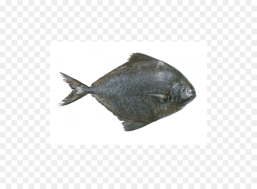 Pampus argenteus Sohle Schwarz pomfret Fisch - Fisch