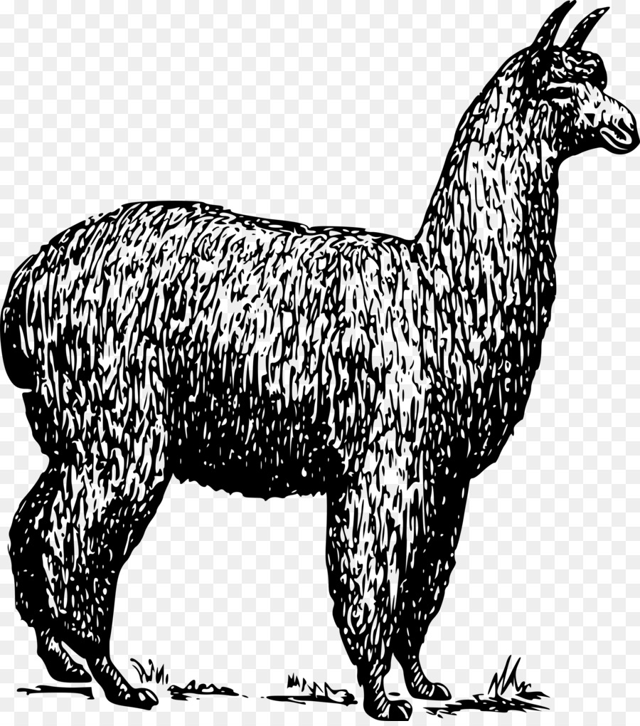 Alpaca Llama lạc đà thảo nguyên lớn Clip nghệ thuật - chăn dê