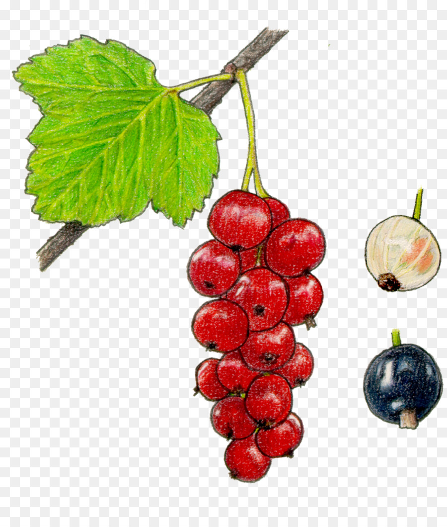 Grape Cartoon