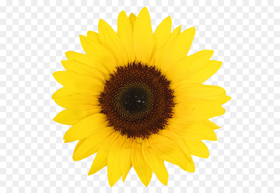 Common sunflower-Sonnenblume öl-Sonnenblume Samen Desktop Wallpaper - Sonnenblume