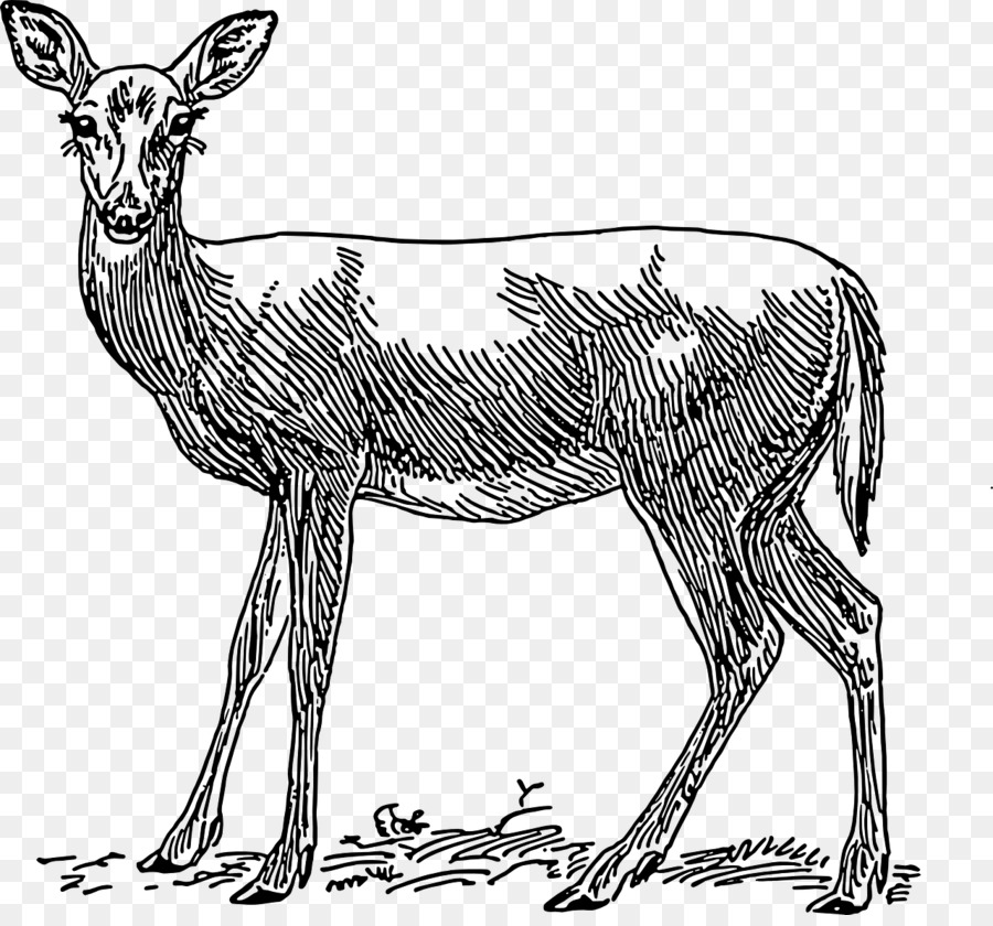Red deer White tailed deer Reh clipart - Handbemalte Hirsch