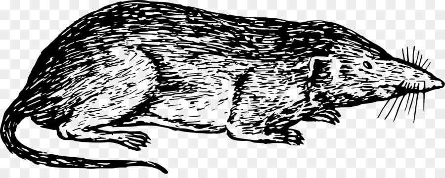 Gatto Comune toporagno Canidae Clip art - mouse vettoriale