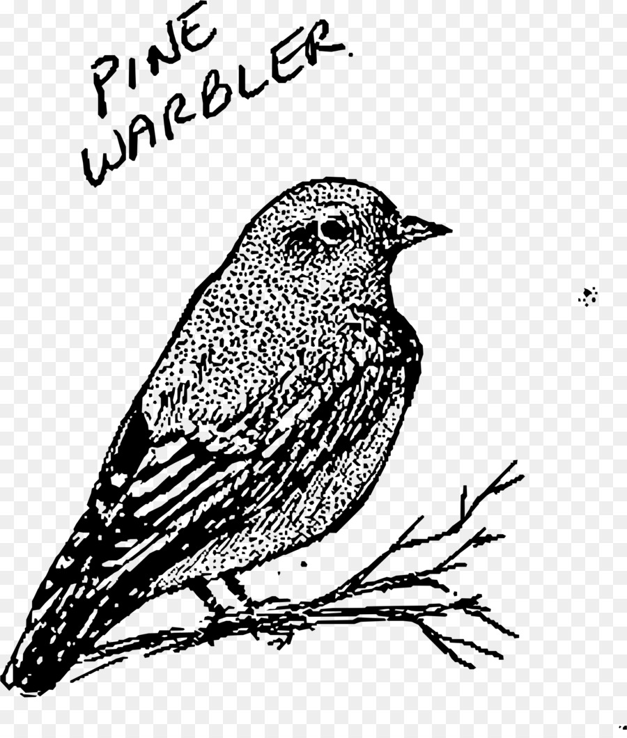 Nhà Sparrow thế Giới Mới chích con Chim Finch Vẽ - thông chúa