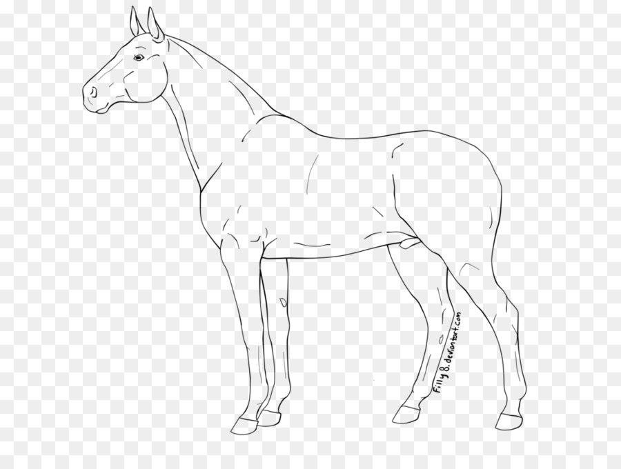 Line Art Foal