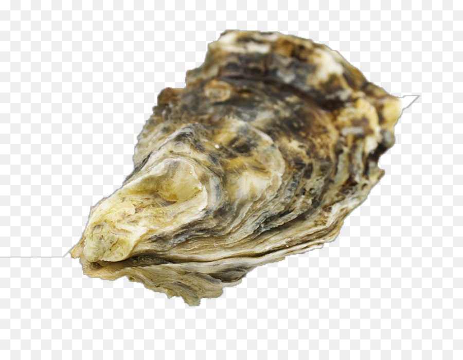 Die Oyster-Shell, Seashell Stock-Fotografie-Clam - Seashell