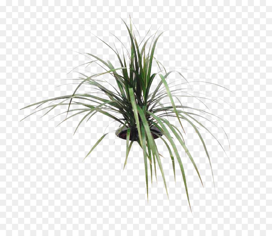 Sweet Grass-Pflanze-Stiel-Baum Gräser - andere