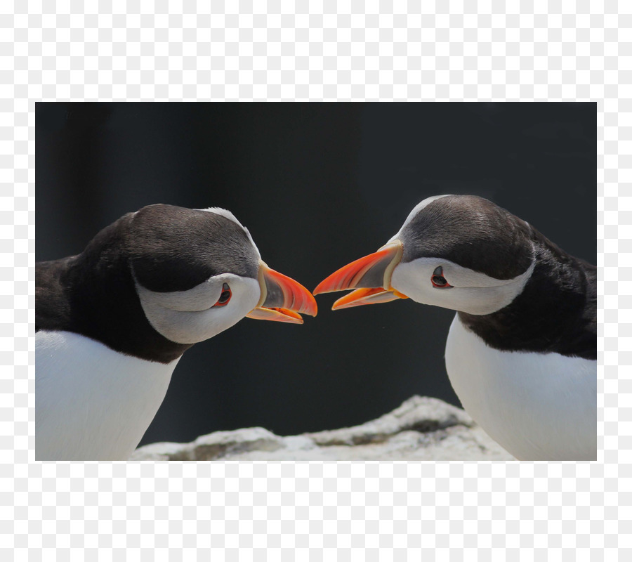 Pulcinella Di Mare Pinguino Becco, Collo Di Animale - poster di collina