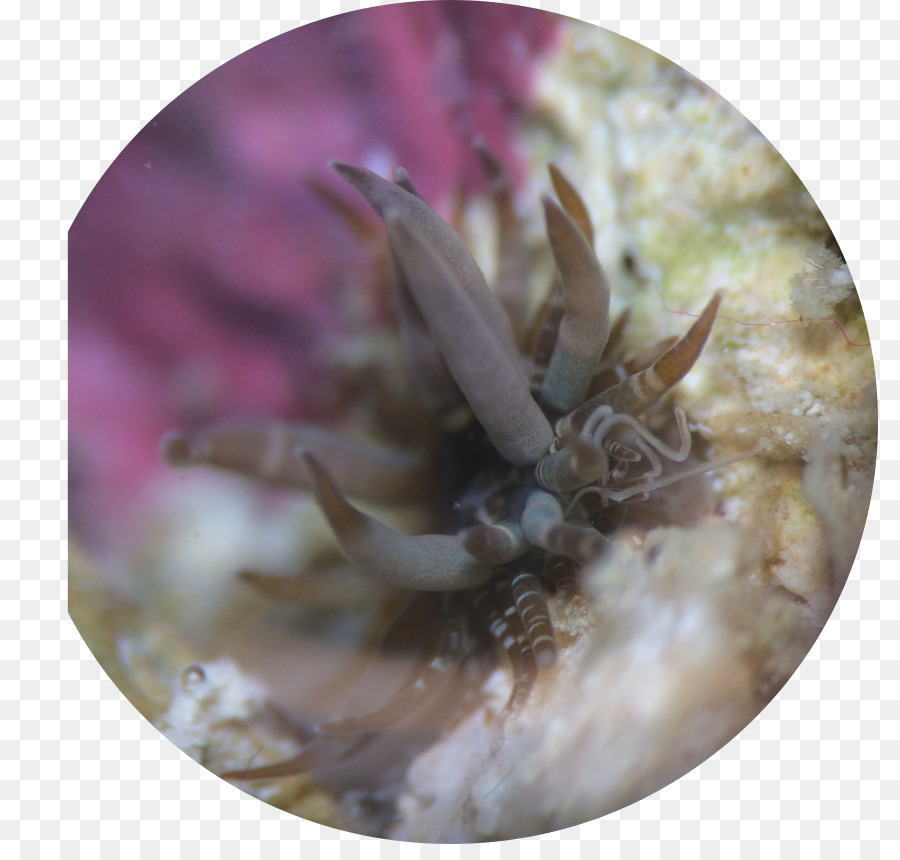 Glasrosen pulchella Crab Sea anemone Reef aquarium - Krabbe