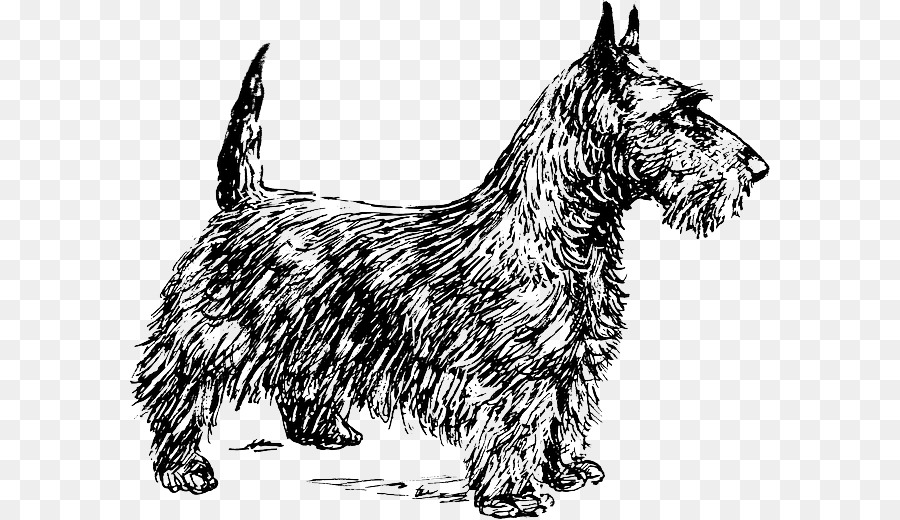 Scottish Terrier Smooth Fox Terrier, Cairn Terrier, Yorkshire Terrier, Boston Terrier - andere