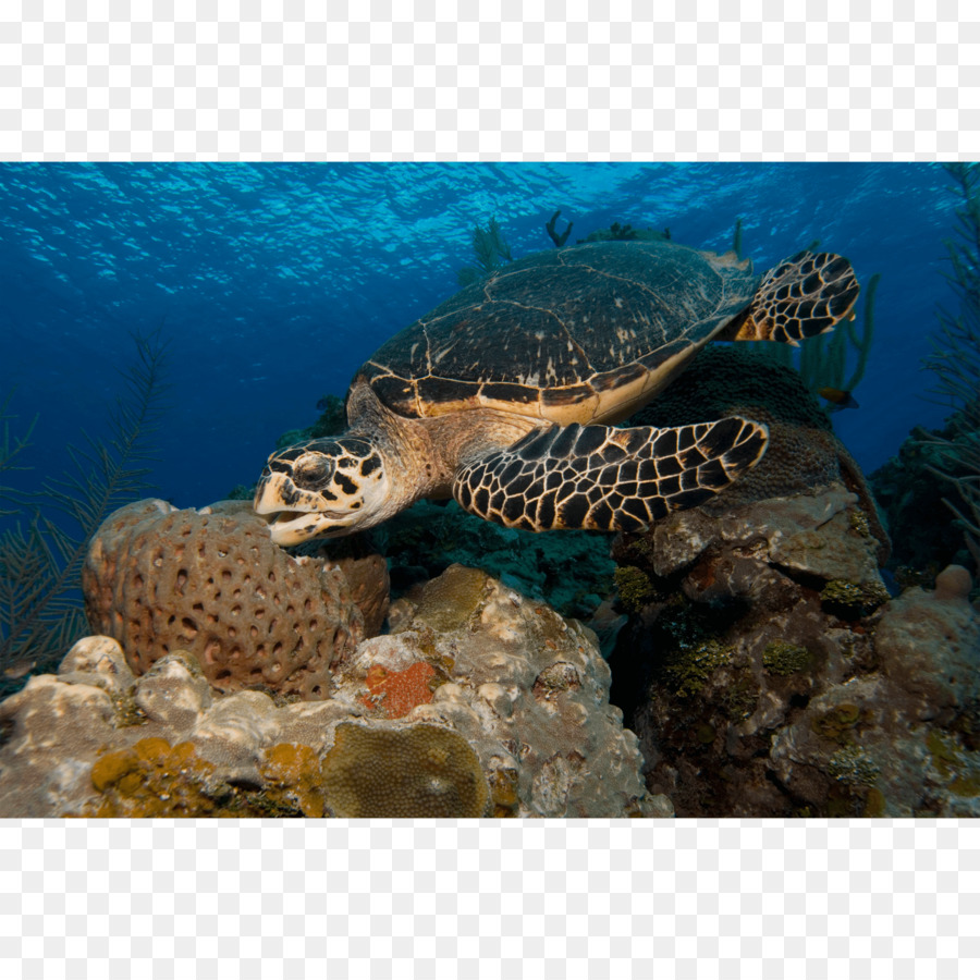 Unechte Karettschildkröte (Hawksbill sea turtle Coral reef Box turtle - Schildkröte