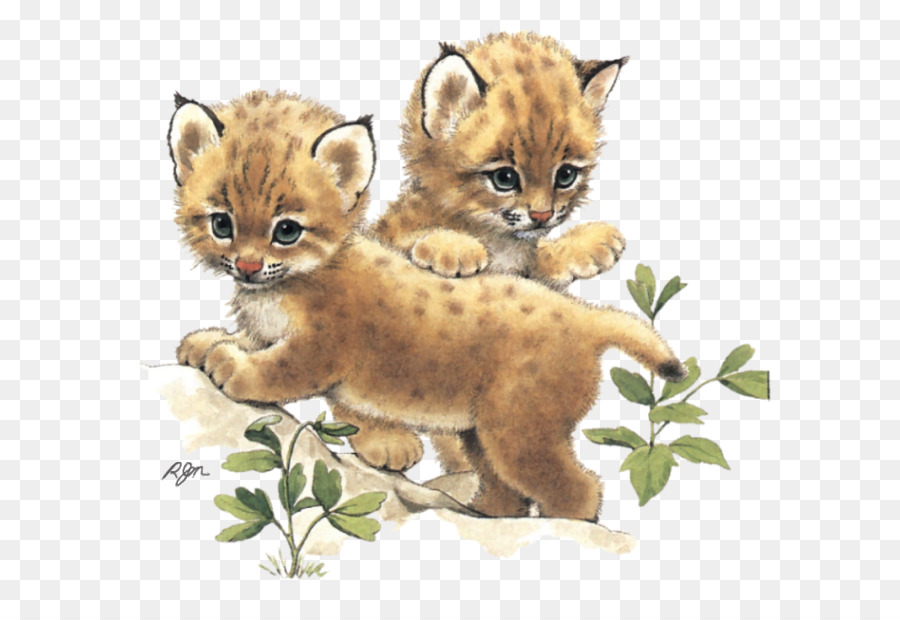 Schnurrhaare Wildcat Cheetah Löwe - Gepard