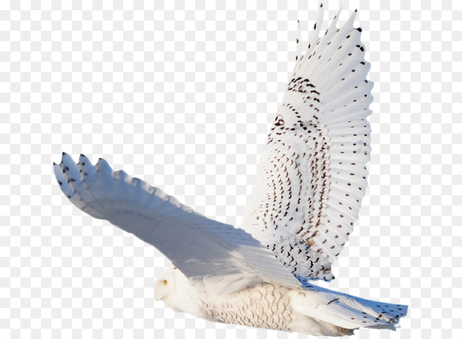 Eagle Feather Vogel .com-Hawk - Adler