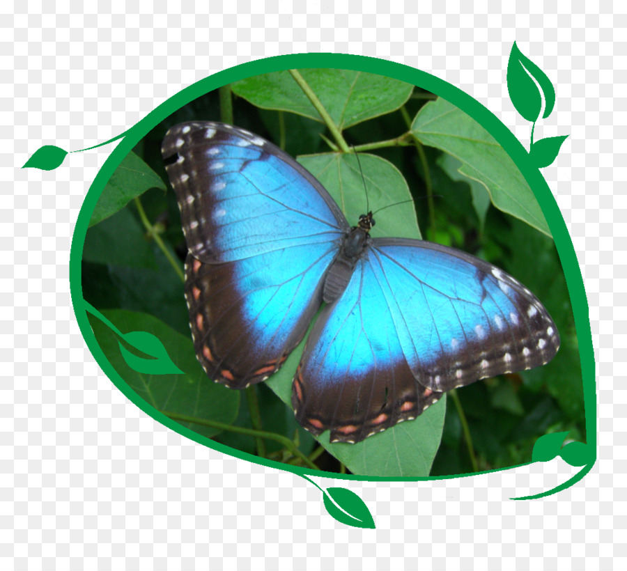 Farfalla giardinaggio Insetto Golfo Rara Euptoieta claudia - farfalla