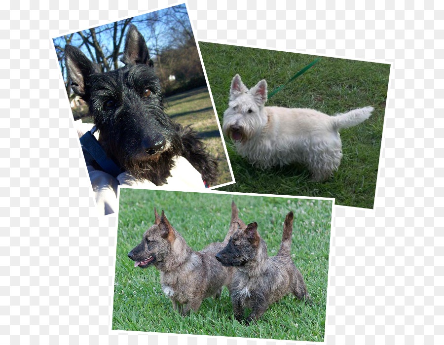 Norwich Terrier, Scottish Terrier Cairn Terrier Pumi cane Cucciolo - cucciolo