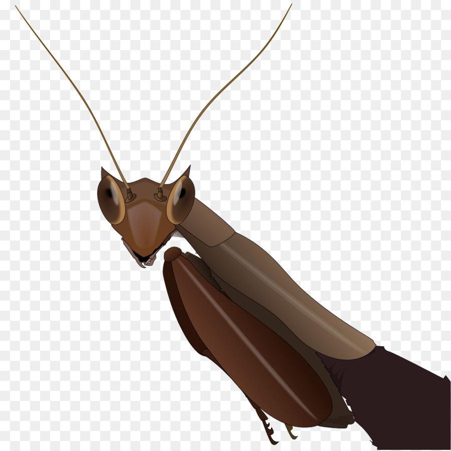 Tote Blatt mantis Acanthops falcataria - Blatt
