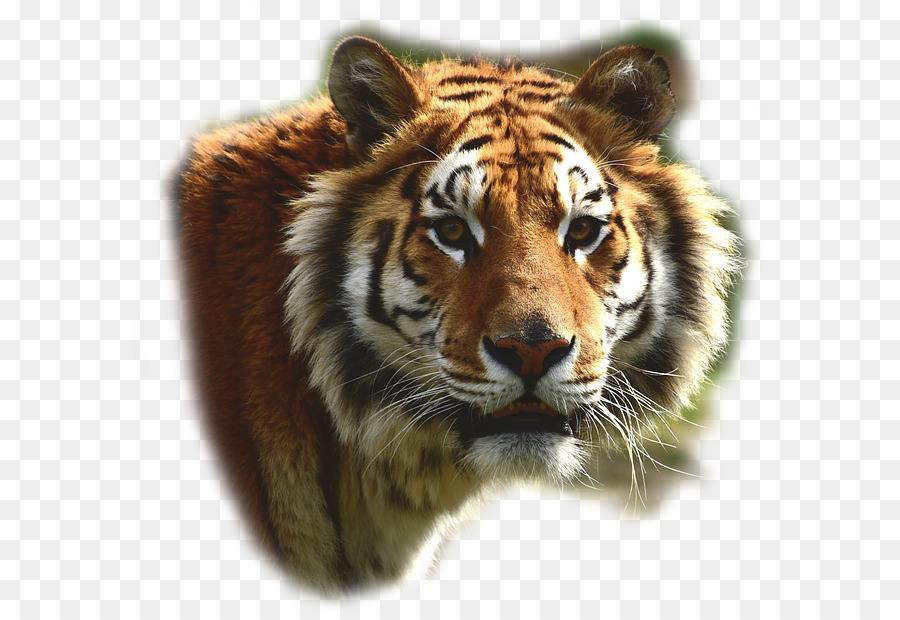 Felidae Bengalischer Tiger Löwe Großkatze Leopard - Löwe