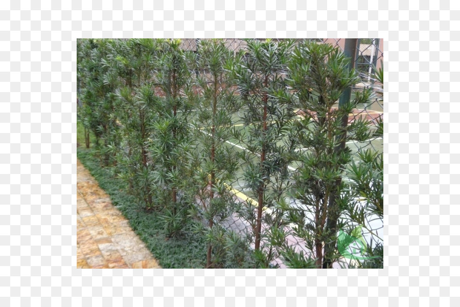 Pianta Arbusto Giardino Prugna pino Sago palm - impianto