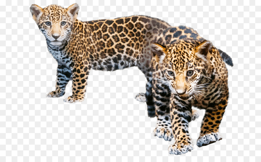 Jaguar Leopard Cheetah Esplorare il Mondo degli Animali - giaguaro
