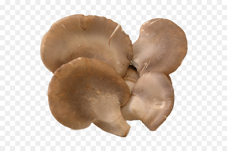 Acero fungo ostrica Cibo Abalone - funghi