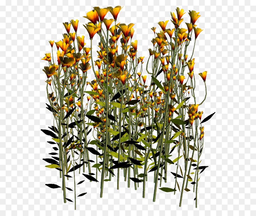 Hoa tìm kiếm Clip nghệ thuật - hoa