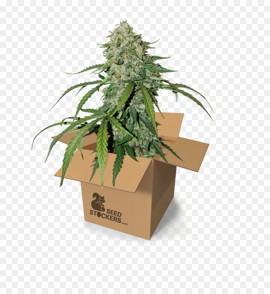 Autoflowering cannabis Cannabidiol Cannabis-Anbau Cannabis sativa - Cannabis